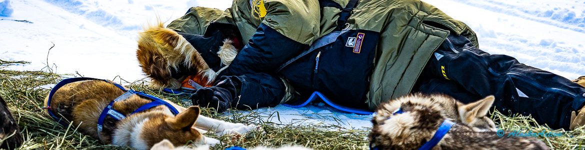 Iditarod Sled Dog Race Alaska